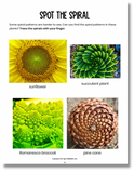 Color photos of plant spirals.